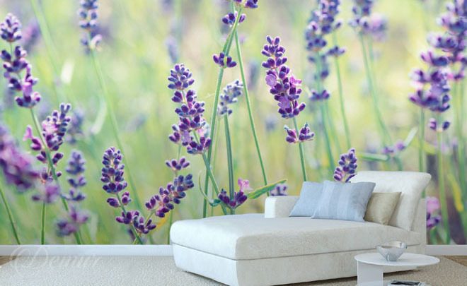 Lavendelparadies-blumen-fototapeten-demur